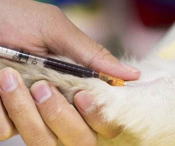 The Role of Regular Blood Tests in Monitoring Pet Health