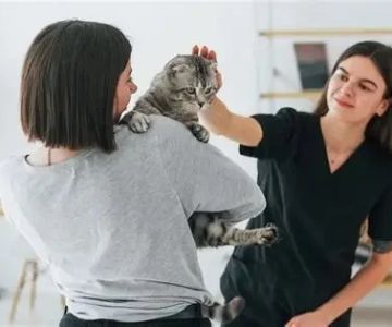 What to Expect During Your Pet’s First Vet Visit in the UK