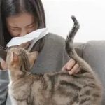 Recognizing Symptoms of Allergies in Dogs and Cats