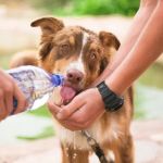 Essential Tips for Caring for Senior Pets in the UK