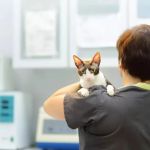 Vet Advice on Dealing with Pet Anxiety and Stress in the UK