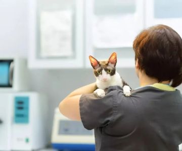 Vet Advice on Dealing with Pet Anxiety and Stress in the UK