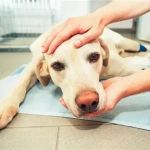 How to Handle Emergency Situations with Your Pet in the UK