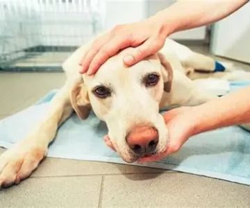 How to Handle Emergency Situations with Your Pet in the UK