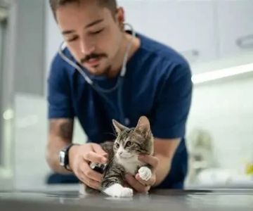 What to Expect During Your Pet’s First Vet Visit in the UK – Full Guide for New Owners