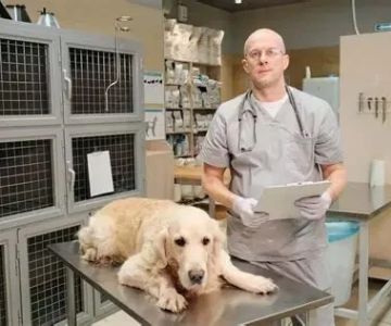 Top 10 Signs Your Pet Needs to See a Vet Immediately – RegPets