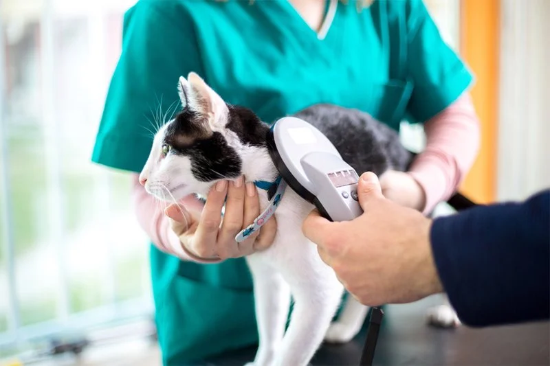 The Importance of Microchipping Your Pet in the UK | RegPets