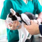 The Importance of Microchipping Your Pet in the UK | RegPets