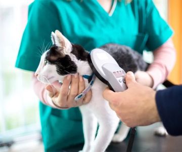 The Importance of Microchipping Your Pet in the UK | RegPets