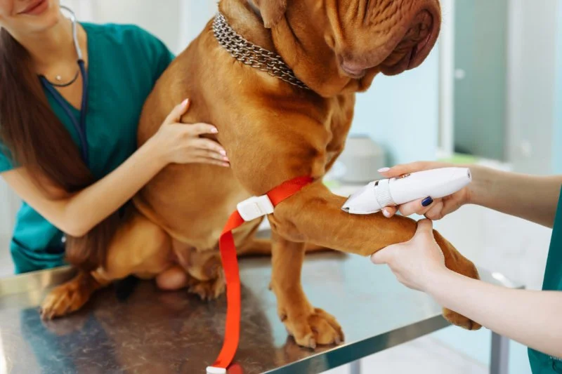 The Importance of Microchipping Your Pet in the UK: A Lifesaver for Pet Owners