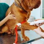 The Importance of Microchipping Your Pet in the UK: A Lifesaver for Pet Owners