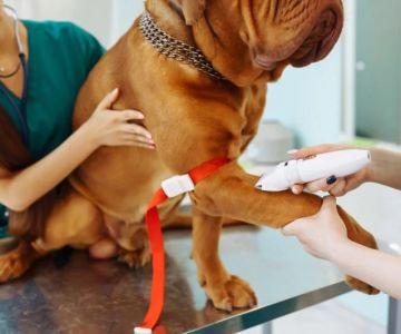 The Importance of Microchipping Your Pet in the UK: A Lifesaver for Pet Owners