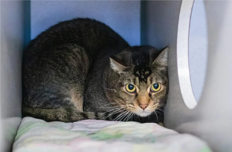 Dealing with Anxiety and Stress in Pets: Vet Advice on Managing Pet Stress