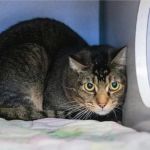 Dealing with Anxiety and Stress in Pets: Vet Advice on Managing Pet Stress