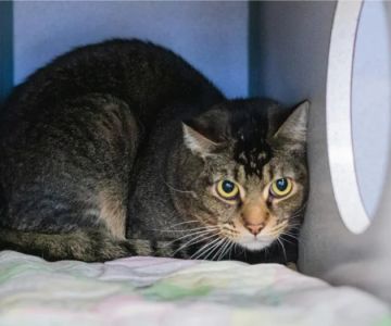 Dealing with Anxiety and Stress in Pets: Vet Advice on Managing Pet Stress