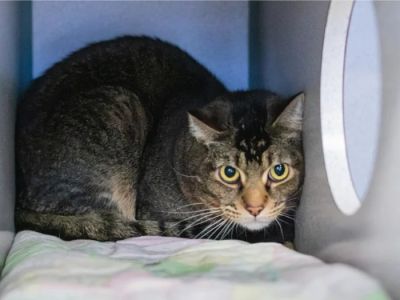 Dealing with Anxiety and Stress in Pets: Vet Advice on Managing Pet Stress