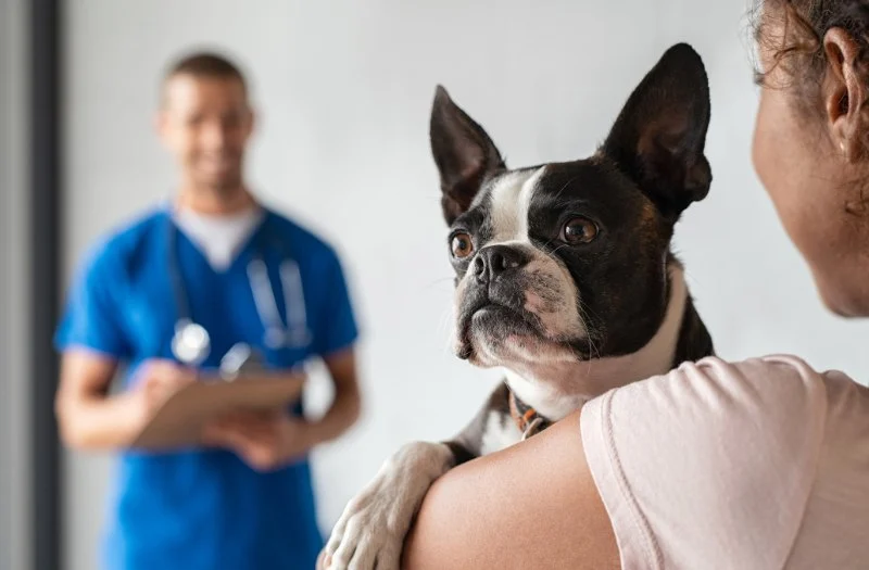What to Expect During Your Pet’s First Vet Visit: A Guide for UK Pet Owners
