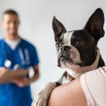 What to Expect During Your Pet’s First Vet Visit: A Guide for UK Pet Owners