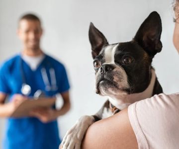 What to Expect During Your Pet’s First Vet Visit: A Guide for UK Pet Owners
