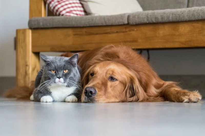 How to Fix Pet Anxiety and Stress – Vet’s Advice on Managing Your Pet’s Stress