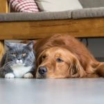 How to Fix Pet Anxiety and Stress – Vet’s Advice on Managing Your Pet’s Stress