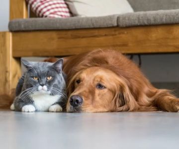 How to Fix Pet Anxiety and Stress – Vet’s Advice on Managing Your Pet’s Stress