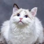 How to Handle Emergency Situations with Your Pet: A Complete Guide