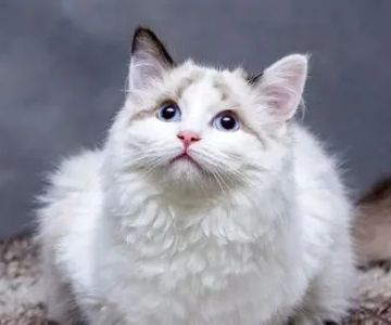 How to Handle Emergency Situations with Your Pet: A Complete Guide