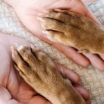 How to Spot Signs of Arthritis in Older Pets – UK Pet Owner’s Guide