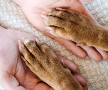 How to Spot Signs of Arthritis in Older Pets – UK Pet Owner’s Guide