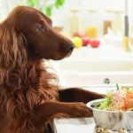 How to Choose the Right Pet Food for Your Dog or Cat | UK Pet Guide