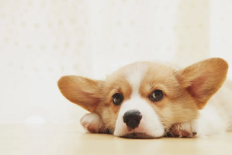 How to Handle Pet Anxiety and Stress | Expert Vet Advice for Pet Owners