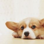 How to Handle Pet Anxiety and Stress | Expert Vet Advice for Pet Owners