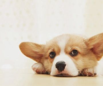 How to Handle Pet Anxiety and Stress | Expert Vet Advice for Pet Owners