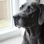 Recognising Allergy Symptoms in UK Dogs and Cats: What to Watch For