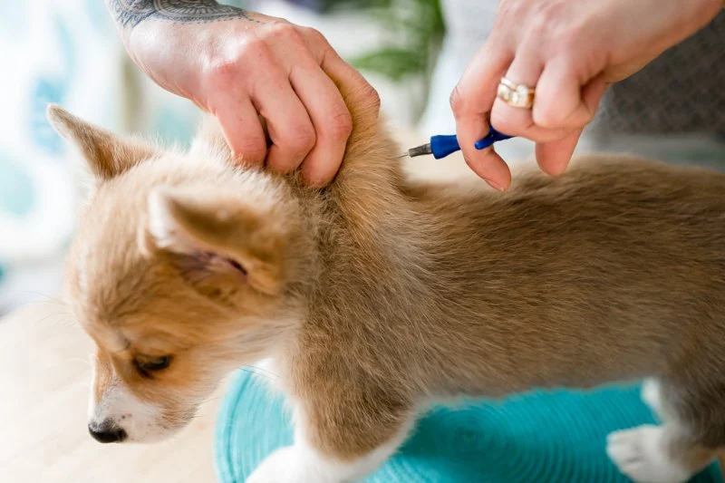 The Importance of Microchipping Your Pet in the UK: What Every Owner Must Know