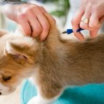 The Importance of Microchipping Your Pet in the UK: What Every Owner Must Know