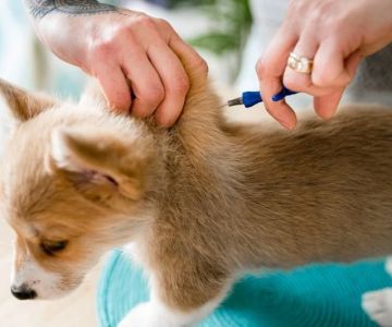 The Importance of Microchipping Your Pet in the UK: What Every Owner Must Know