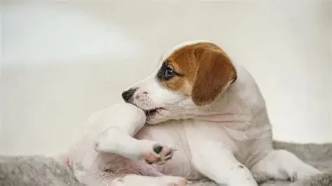 Recognising Symptoms of Allergies in Dogs and Cats: UK Pet Owner Guide