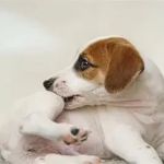 Recognising Symptoms of Allergies in Dogs and Cats: UK Pet Owner Guide