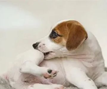 Recognising Symptoms of Allergies in Dogs and Cats: UK Pet Owner Guide