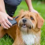 Flea and Tick Prevention for Pets in the UK: Essential Guide