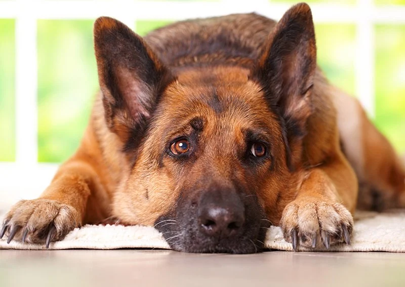 How to Spot Signs of Arthritis in Older Pets: A Complete Guide