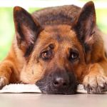 How to Spot Signs of Arthritis in Older Pets: A Complete Guide