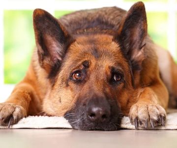 How to Spot Signs of Arthritis in Older Pets: A Complete Guide