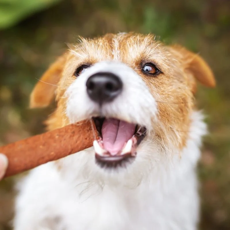 Pet Dental Care: Why Regular Vet Visits Matter for UK Pet Owners