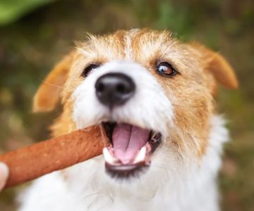 Pet Dental Care: Why Regular Vet Visits Matter for UK Pet Owners