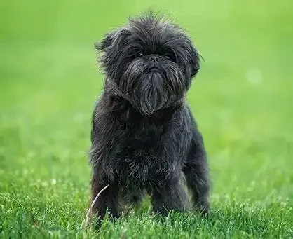 How to Handle Emergency Situations with Your Pet | RegPets