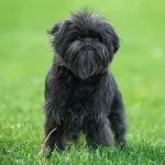 How to Handle Emergency Situations with Your Pet | RegPets