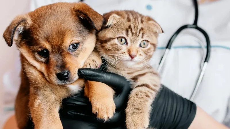 What to Expect During Your Pet’s First Vet Visit: A Comprehensive Guide